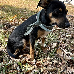 Photo of Socks the Chihuahua Mix Puppy