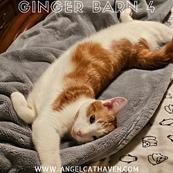 Photo of Ginger Barn 4