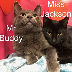 Photo of Mr Buddy and Miss Jackson at Martinez PFE April 27