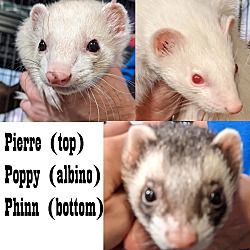 Photo of Pierre, Poppy, Phinn