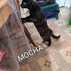 Thumbnail photo of MOCHA #1