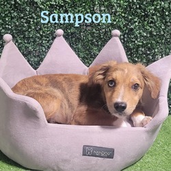 Photo of Sampson