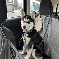 adopt a pet