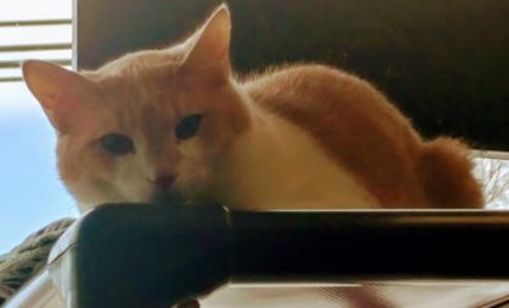 Erie Pa Domestic Shorthair Meet Crowley A Pet For Adoption