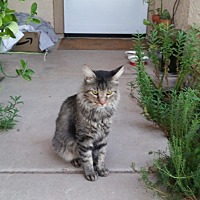 Maine Coon Kittens For Sale In Mesa Arizona Adoptapet Com