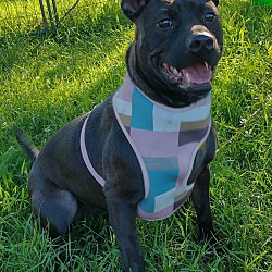 Photo of Sadie