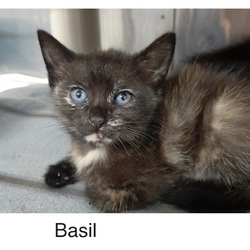 Photo of basil