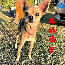 Thumbnail photo of Andy the Roo #3
