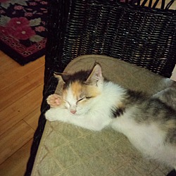Thumbnail photo of Ailie, A Very Sweet Calico… #2