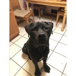 Photo of ACE