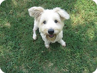 San Antonio Tx Westie West Highland White Terrier Meet Ziggy A Pet For Adoption