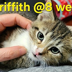 Photo of Griffith (Camp Kikiwaka litter Kitten # 2)