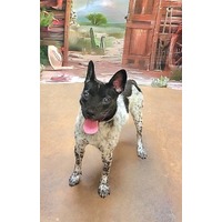 adopt-pet