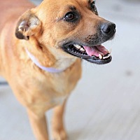 adopt a pet