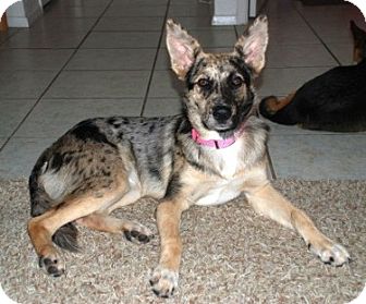 Flower Mound Tx Catahoula Leopard Dog Meet Brinklee A Pet For
