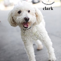 Thumbnail photo of Clark the Magical TripodPoodle #1