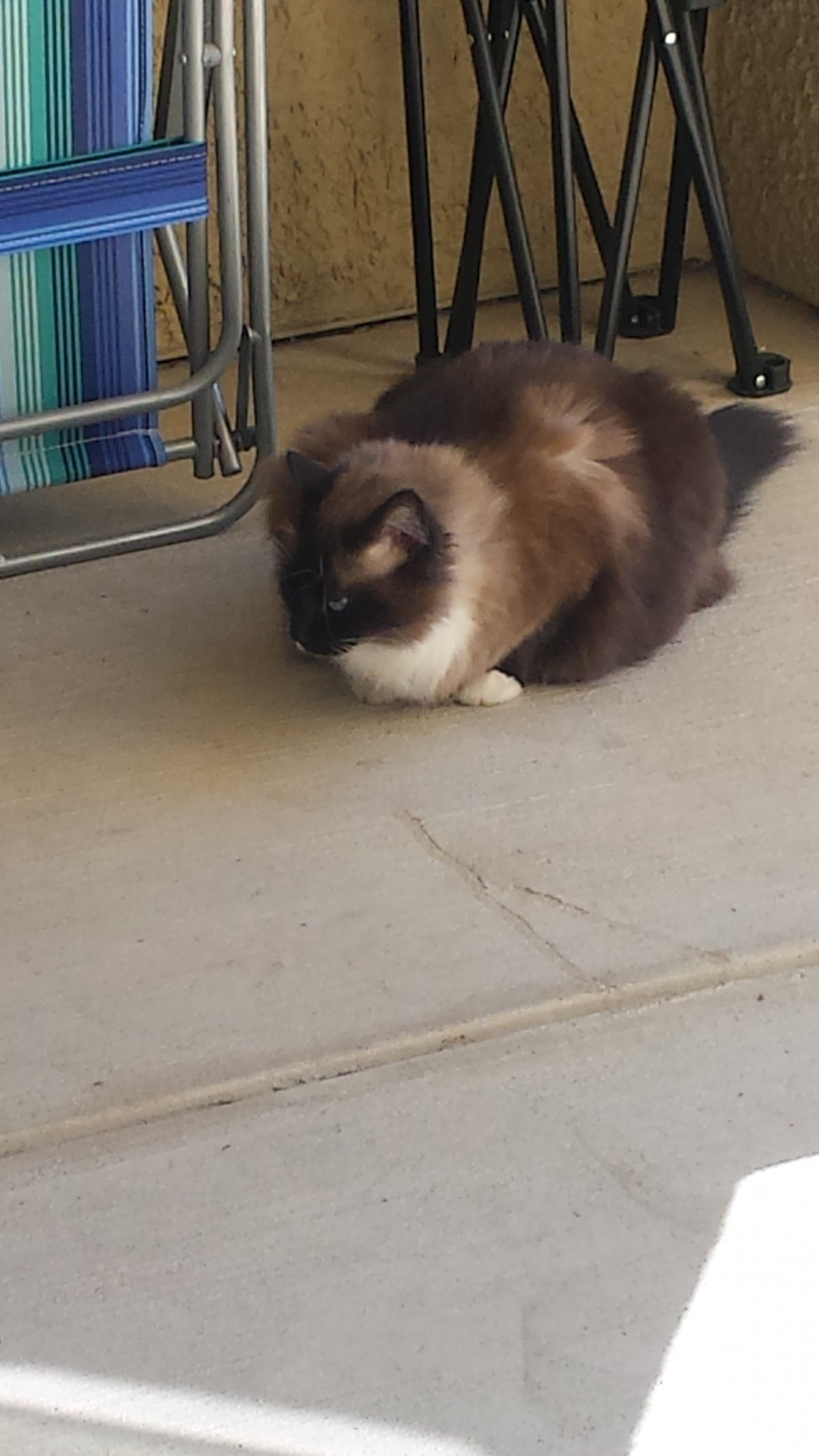 Raleigh Nc Himalayan Meet Dutchess A Pet For Adoption