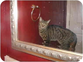 Xenia Oh Bengal Meet Abby A Pet For Adoption