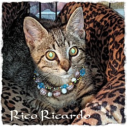 Thumbnail photo of Rico Ricardo #2