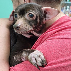 Photo of Piglet