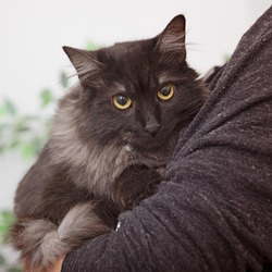 Domestic longhair kittens for sale deals near me