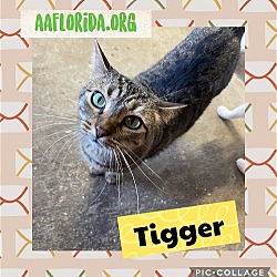 Thumbnail photo of Tigger #1