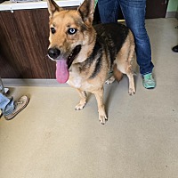 adopt a pet