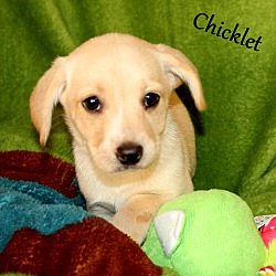 Thumbnail photo of Chicklet~adopted! #1