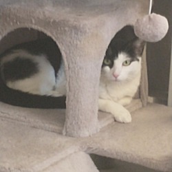 Photo of Tesla