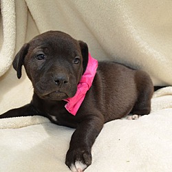 Photo of Pink (Color Litter)