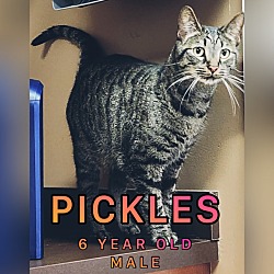 Photo of Pickle