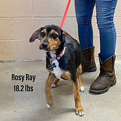 Photo of Rosy Ray
