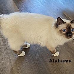 Thumbnail photo of Alabama (Clarence) #2