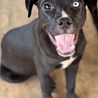 adopt a pet