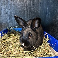 adopt-pet