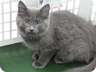 Peachtree City Ga Norwegian Forest Cat Meet Tuffy A Pet For