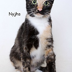 Photo of Nyjha