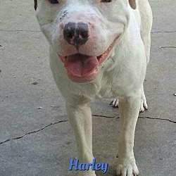 Photo of Harley