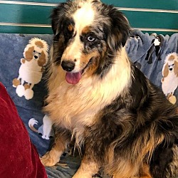 available pets at amarillo spca in