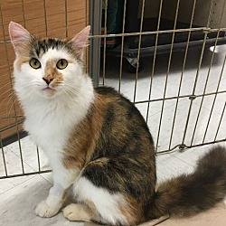 Photo of Caitlin - Adopted!