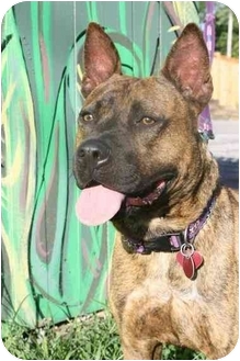 Nashville Tn German Shepherd Dog Meet Sonny A Pet For