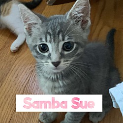 Photo of Sambo Sue