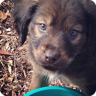 Huntsville, AL - Australian Shepherd. Meet Thorin a Dog for Adoption.