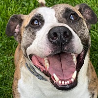 adopt a pet