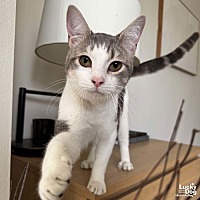 adopt a pet
