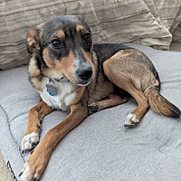 adopt a pet