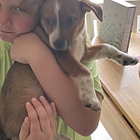 adopt a pet