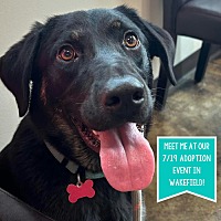 adopt a pet