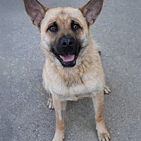 adopt a pet