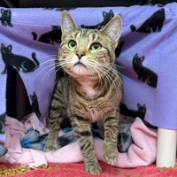 adopt-pet